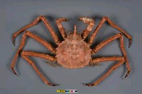 藏品(塔型石蟹)的圖片